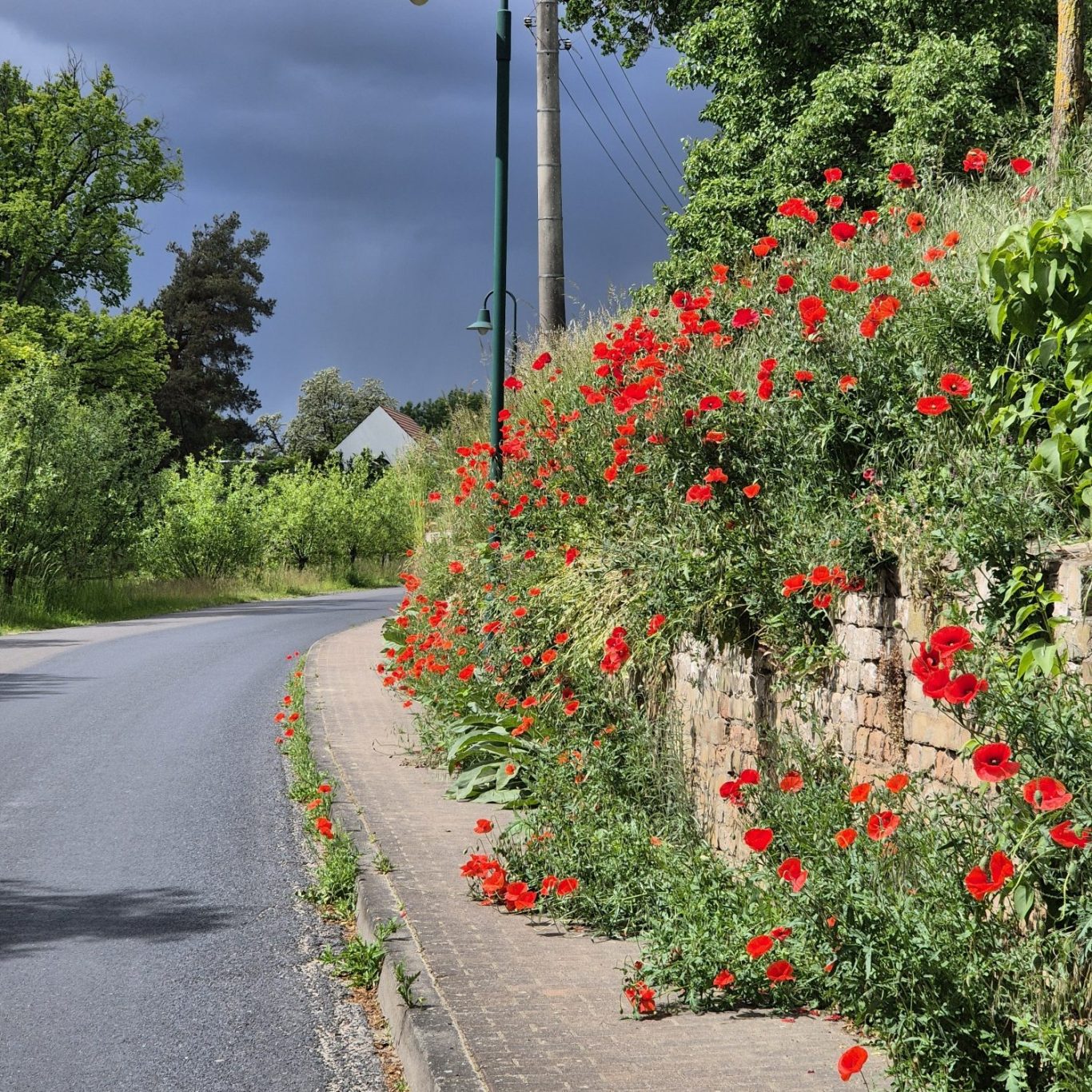 Weg mit roten Mohnblumen am Rand, grüne Bäume und bewölkter Himmel im Hintergrund .